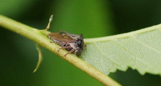 Centrotus cornutus