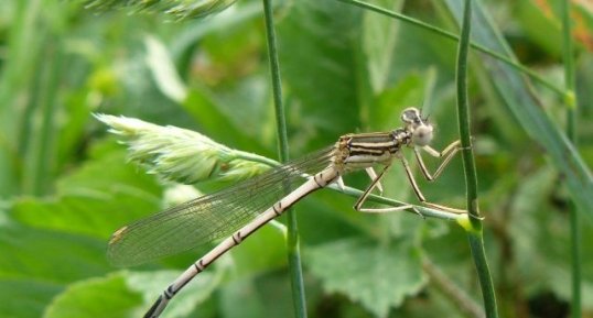 L'Agrion à larges pattes (2)