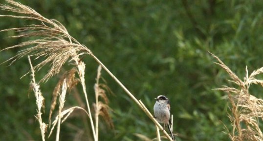 Mésange à longue queue