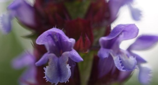 Prunella vulgaris - sous réserve