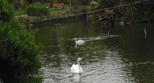 Cygne blanc