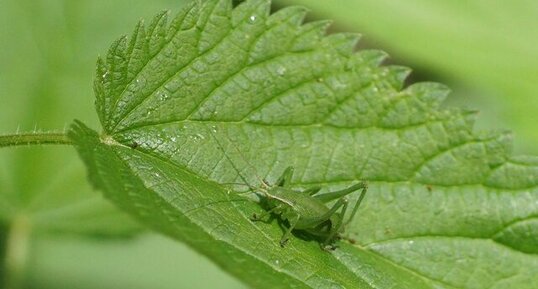 Sauterelle sp.