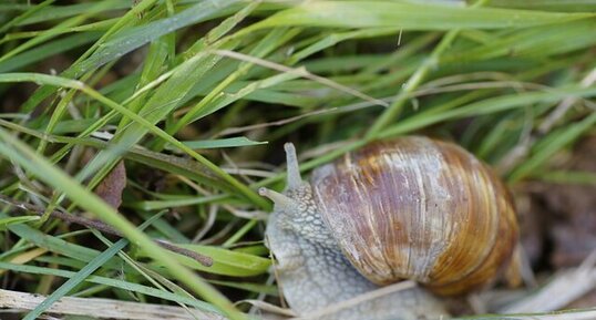 Escargot