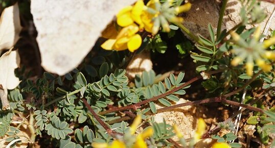 Feuilles de lotier