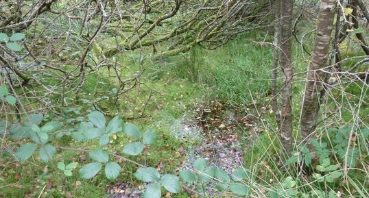 Sous bois de saule dans les tourbières