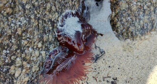 Actinia equina