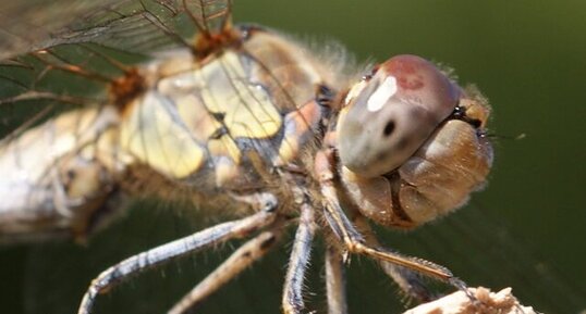 Sympetrum striolatum - gros plan