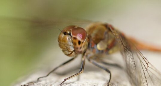 Sympetrum strié