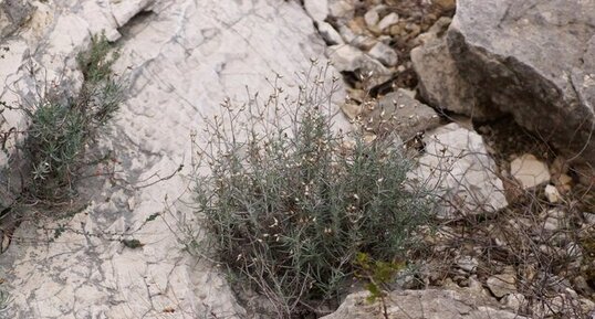 Helicrysum sp. - sous réserve