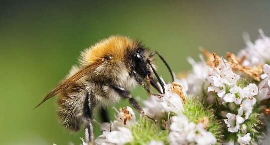 Bourdon sp.