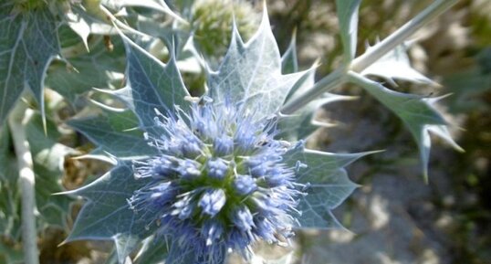 Panicaut des dunes