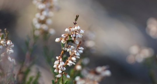 Fleur de bruyère