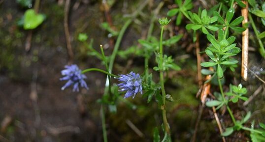 Fleur bleue ???