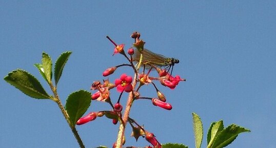 Demoiselle