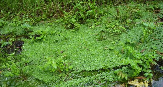 Lentilles d'eau