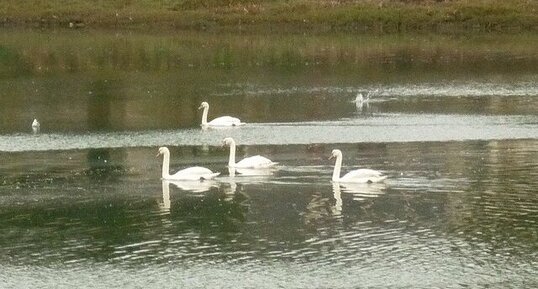 Cygnes