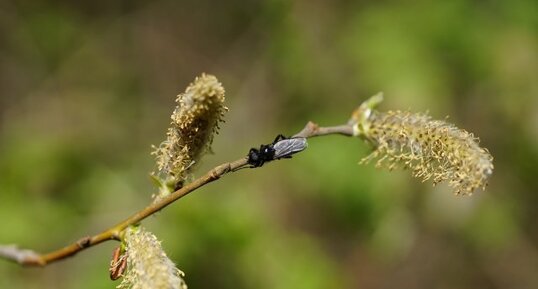 Mouche de St Marc