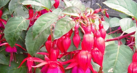 Fuschia