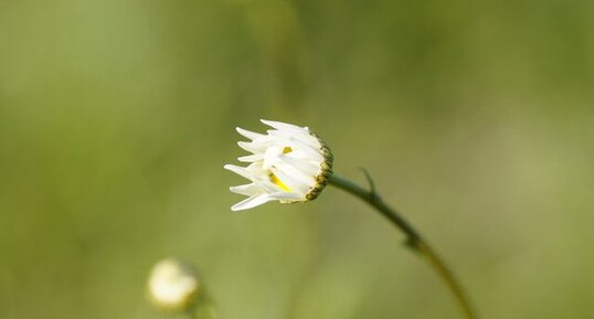 Eclosion d'une grande marguerite