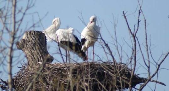 Cigognes blanches