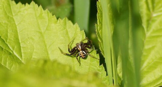 Xysticus sp.