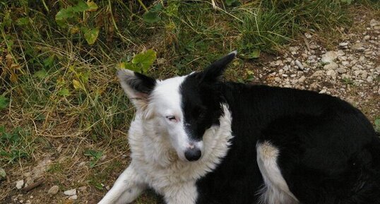 Border Collie