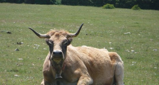 Vache