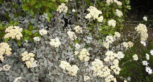 Helichrysum petiolare.