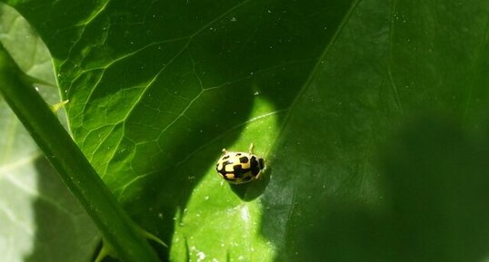 Variante de Propylea quatuordecimpunctata