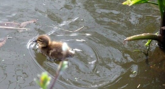 Canneton colvert.