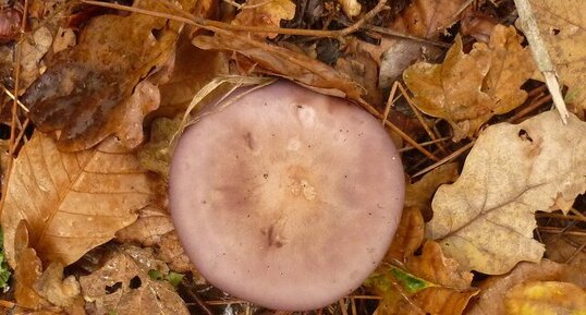 Champignon non identifié : russule ?