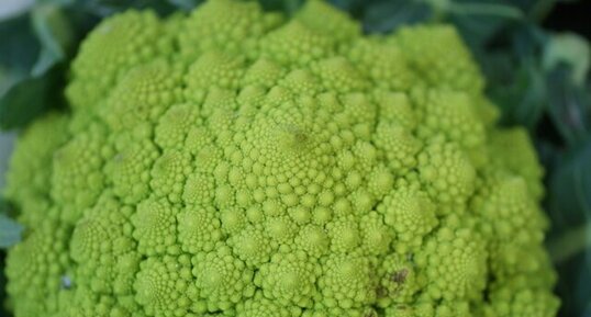 Chou romanesco - brassica oleracea