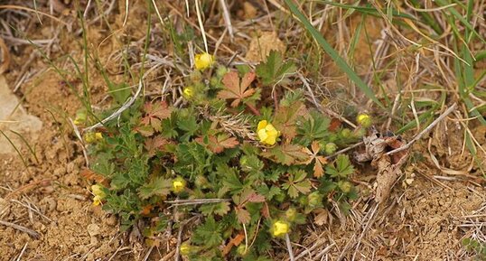 Potentille du printemps