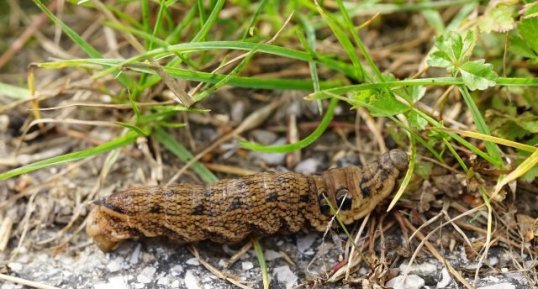 Chenille du Grand sphinx de la vigne