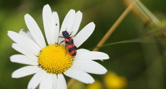 Clairon des abeilles