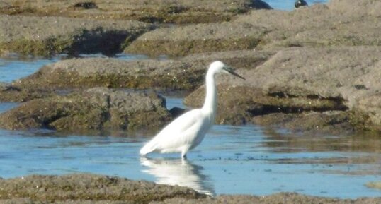 Aigrette garzette