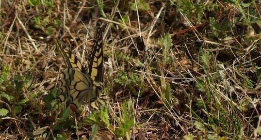 Machaon