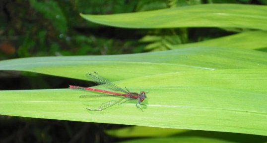 Agrion sanglant