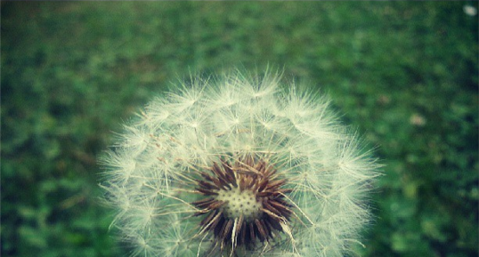 Taraxacum