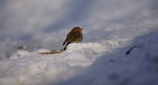 Rouge gorge familier