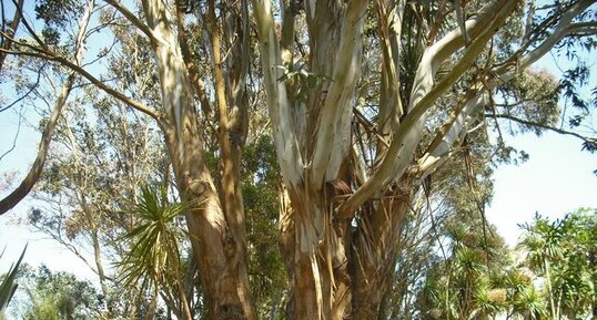 Eucalyptus nitens