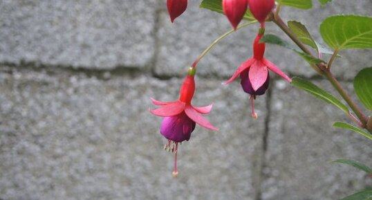 Fuchsia de Magellan.