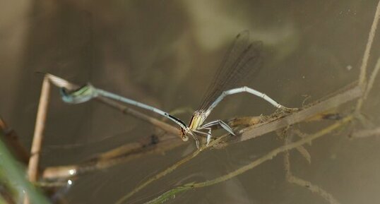 Agrion blanchâtre