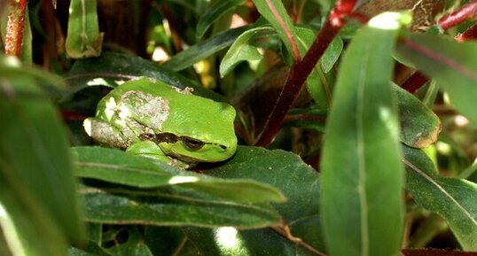 Rainette verte, Hyla arborea