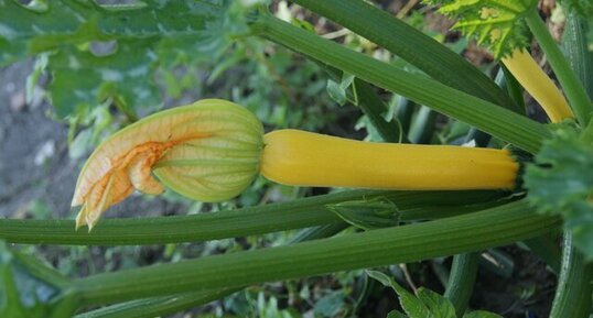 Cucurbita pepo