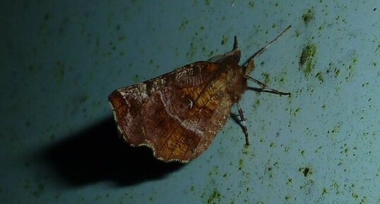 L'ennomos lunaire (Selenia lunalaria)