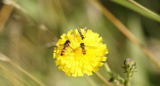 Trio de Syrphes