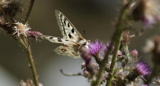 Papillon Apollon