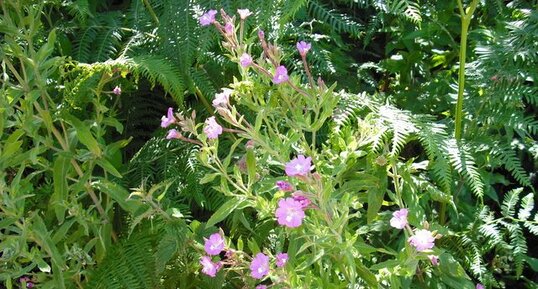 Epilobe à grande fleur