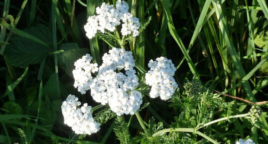 Achillée millefeuille blanche